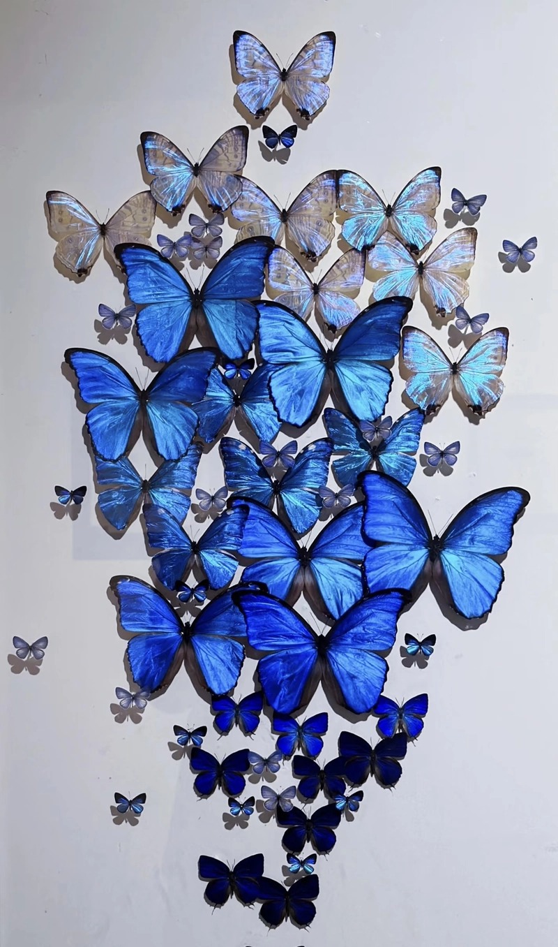 butterfly for dp