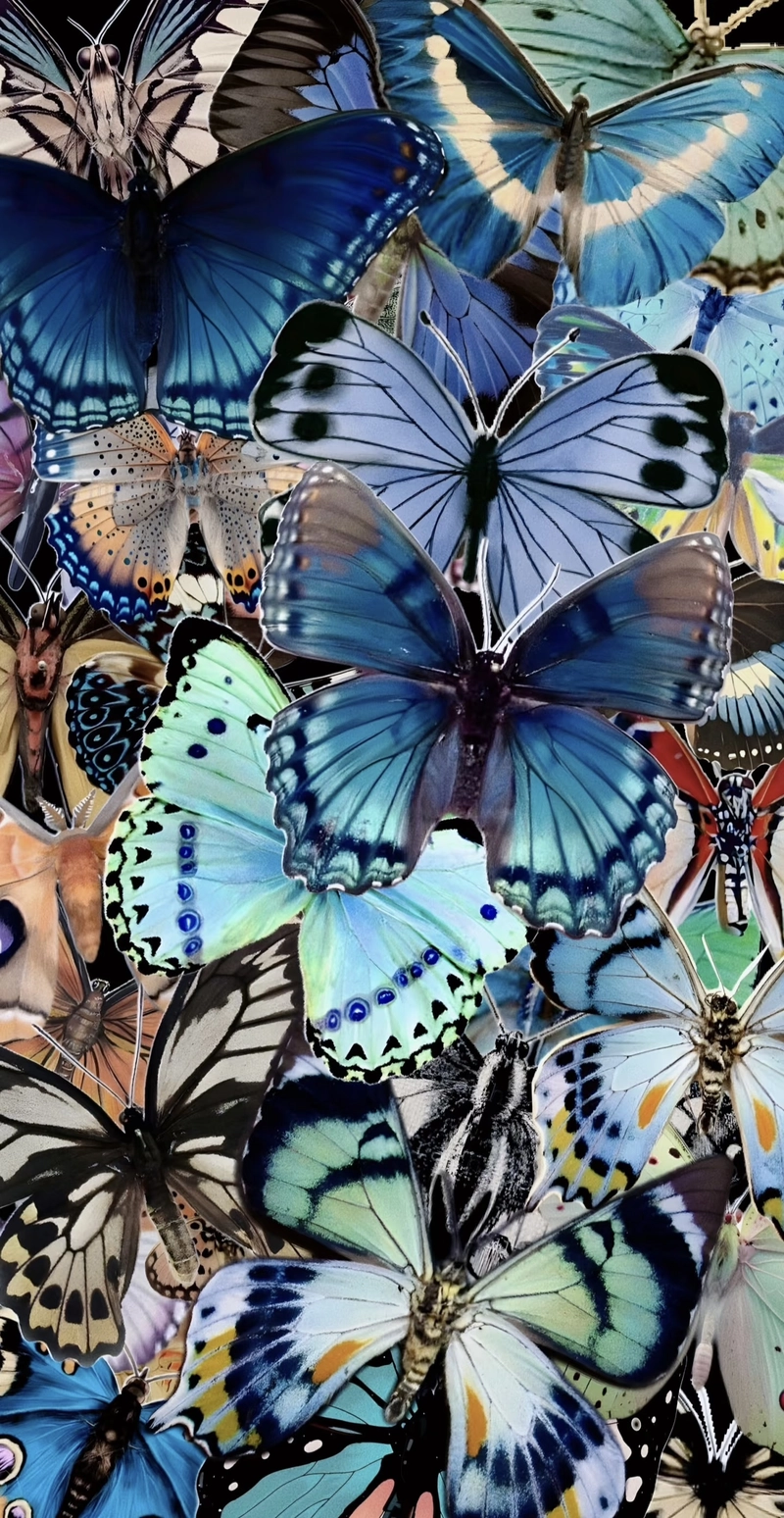 butterfly photos dp