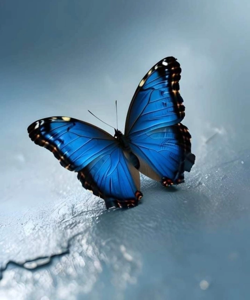 butterfly photos for dp