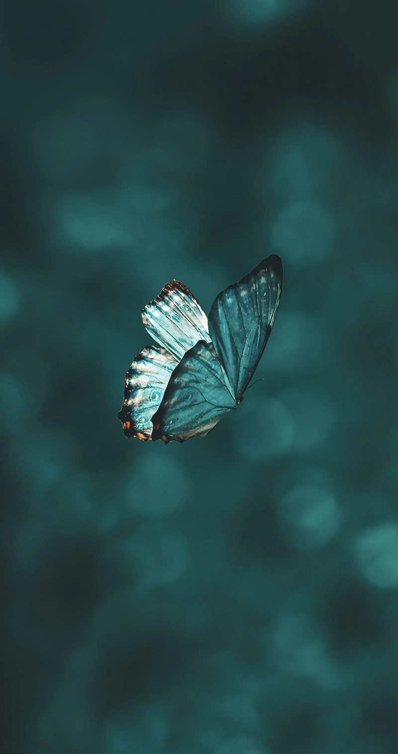butterfly pics dp