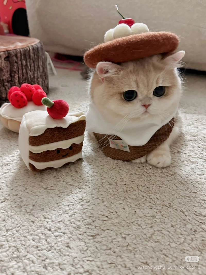 cat dp