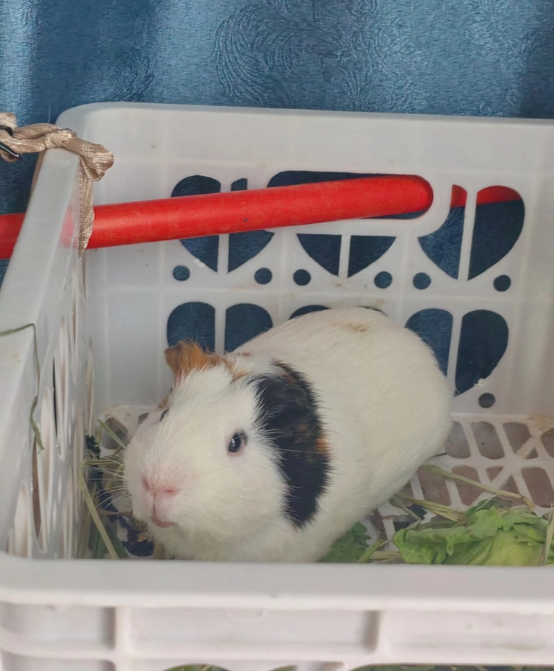 cool hamster pfp