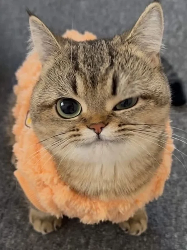 cropped-cute-cat-whatsapp-dp.webp