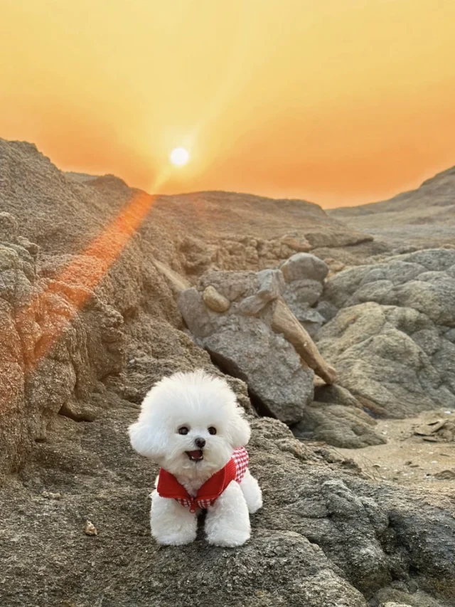 cropped-cute-puppy-pics-for-dp.webp