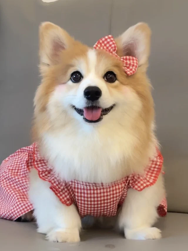cropped-dogs-images-for-dp.webp