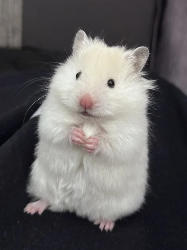 250+ Tiny Hamster DP For Instagram, Cozy & Lovable Pics