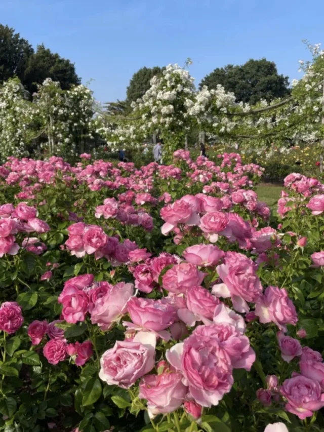 cropped-rose-flowers-field-dp-whatsapp.webp