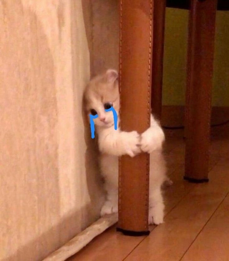 cute alone cat images for whatsapp dp