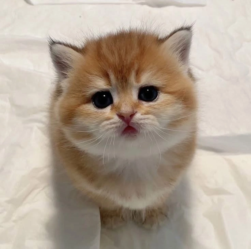 cute baby cat dp