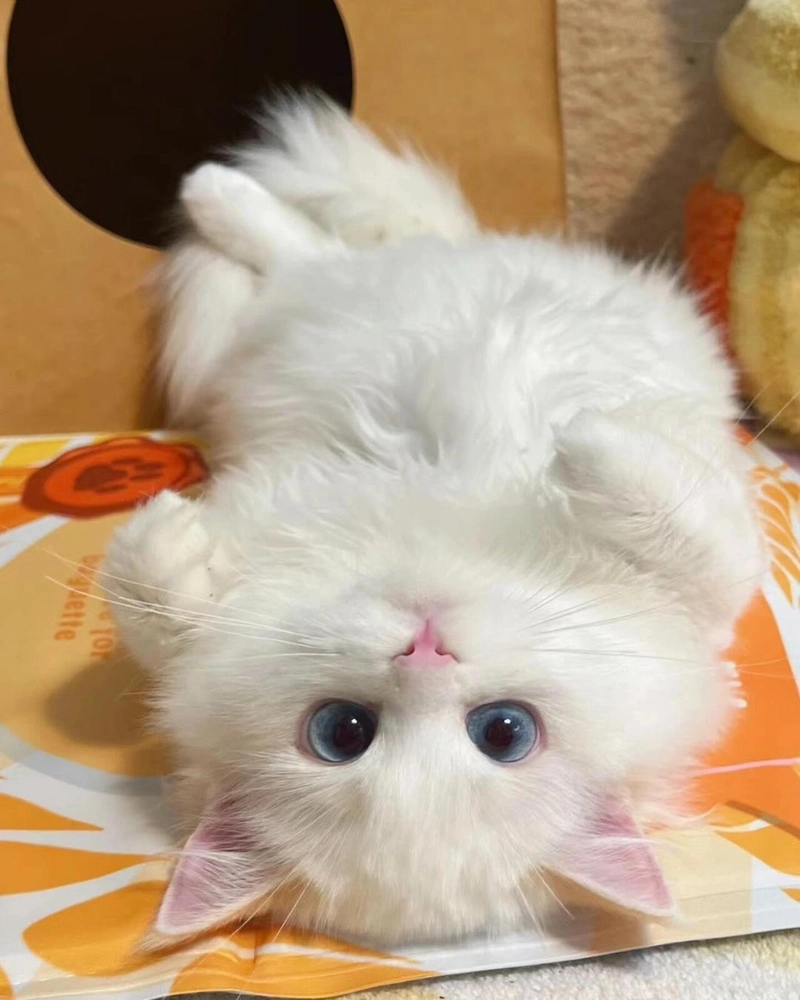 cute baby cats dp