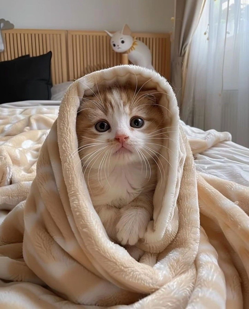 cute cat dp download