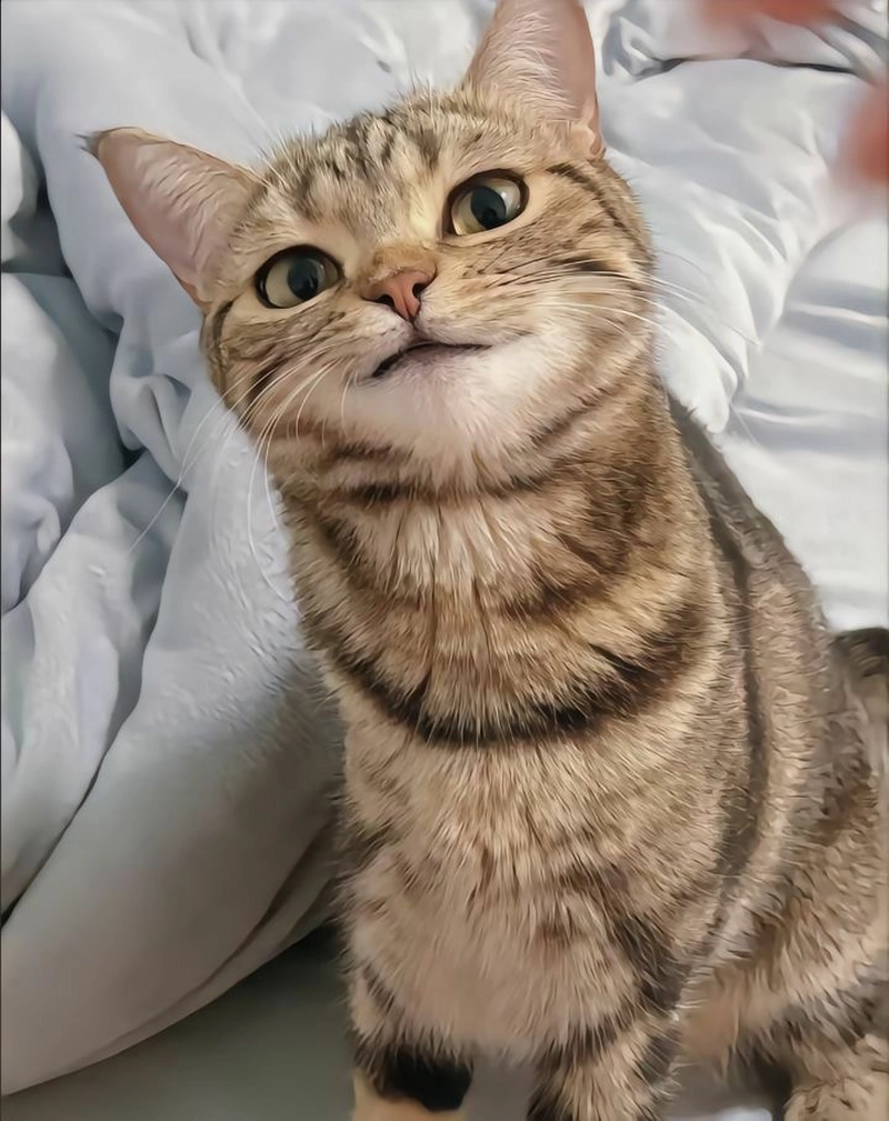 cute cat dp for whatsapp pic