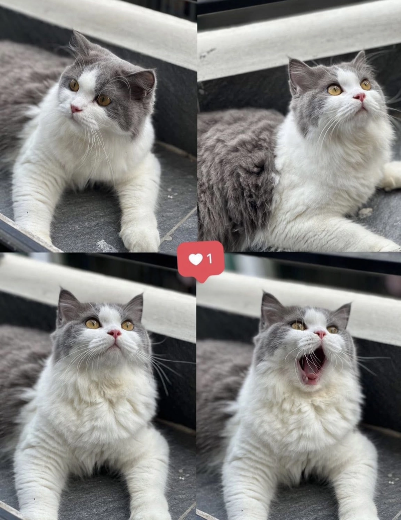 cute cat dp hd