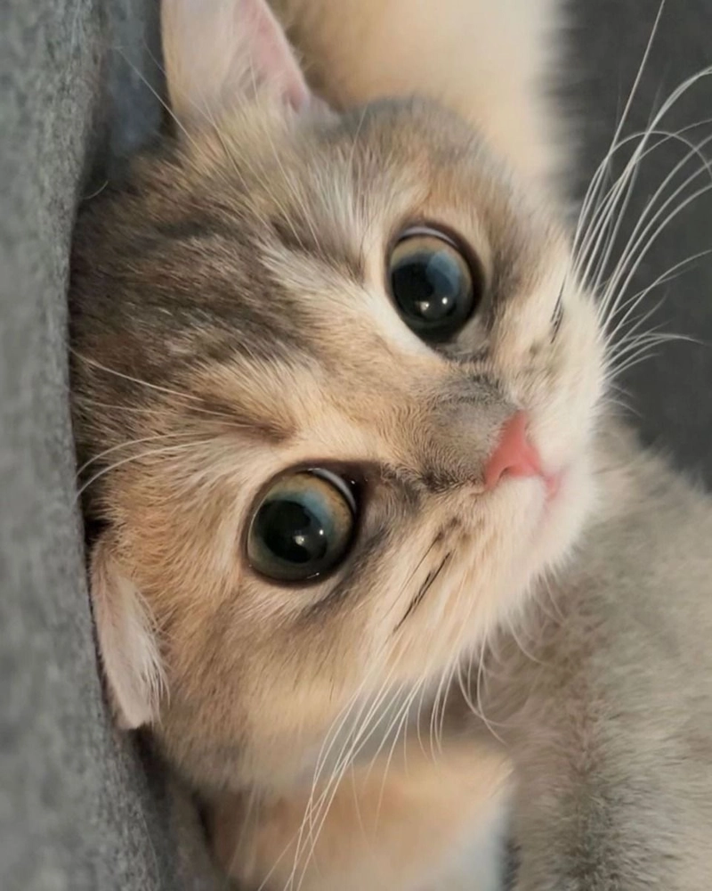 cute cat dp images
