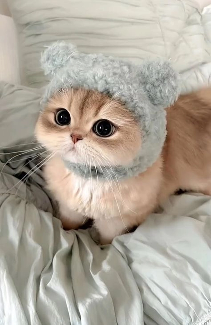 cute cat dp