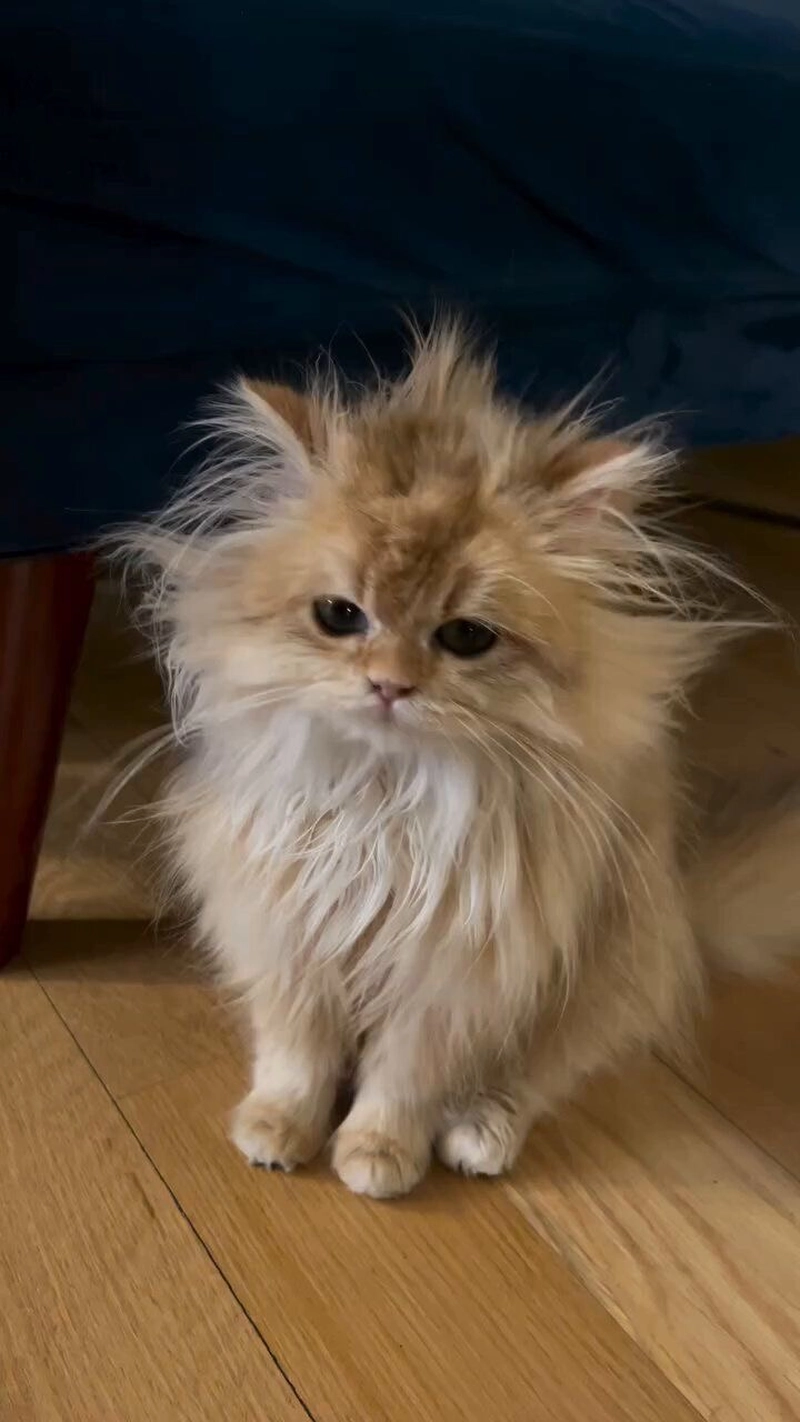 cute cat hd images for whatsapp dp