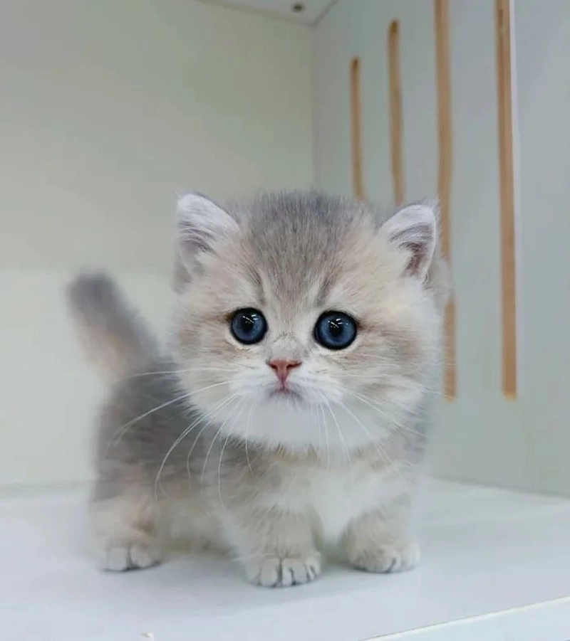 cute cat image for dp