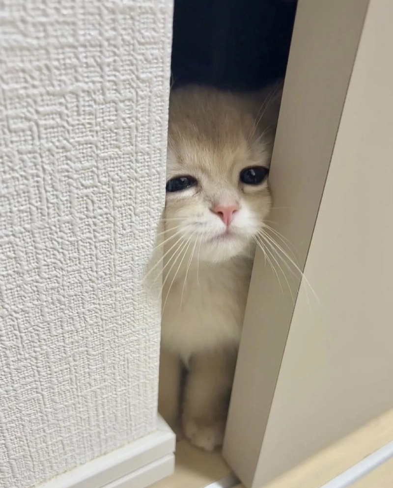 cute cat images for whatsapp dp hd download