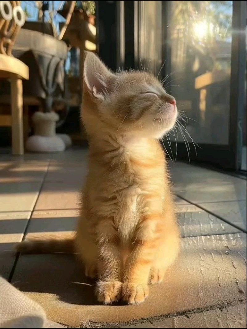 cute cat images for whatsapp dp hd