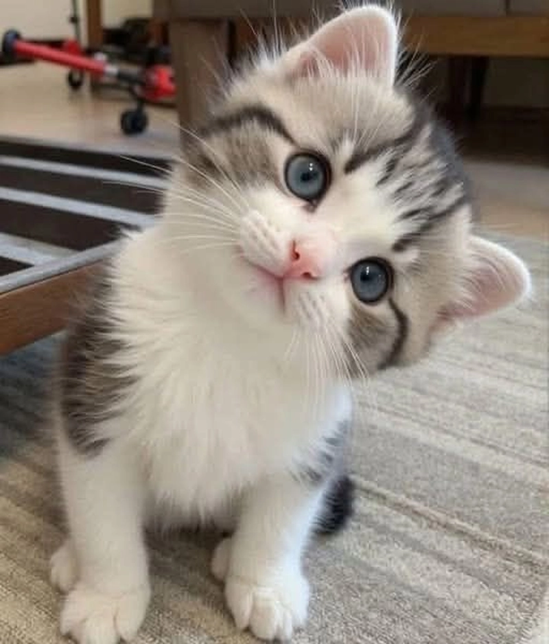 cute cat or kitten dp whatsapp for girls