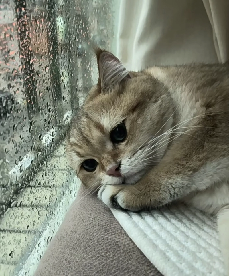 cute cat photos for whatsapp dp