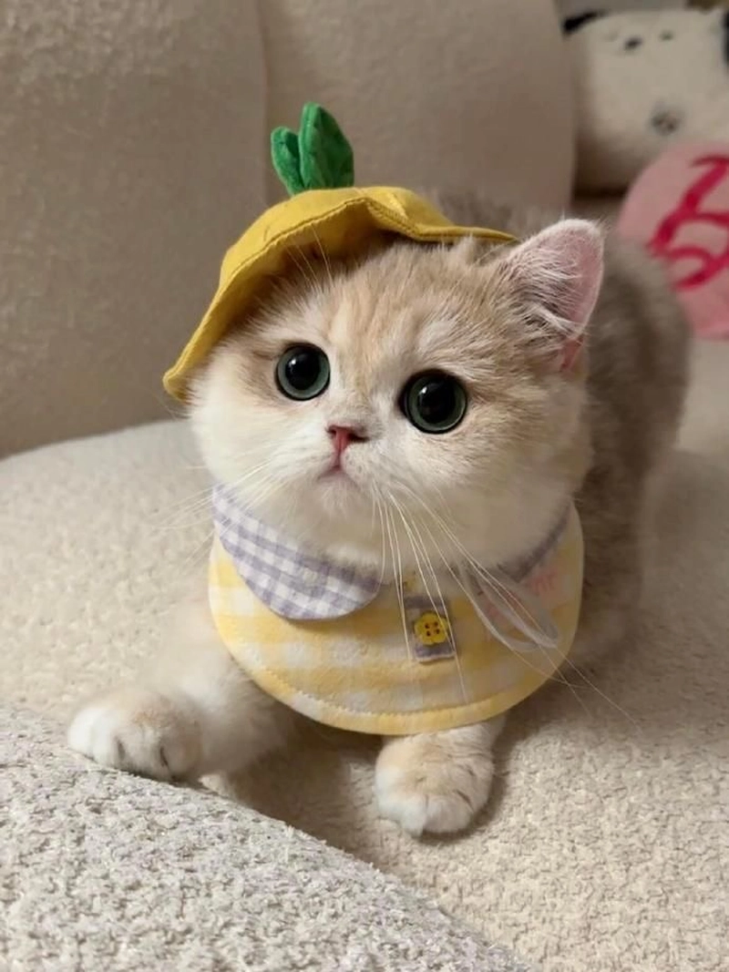 cute cat pics for whatsapp dp