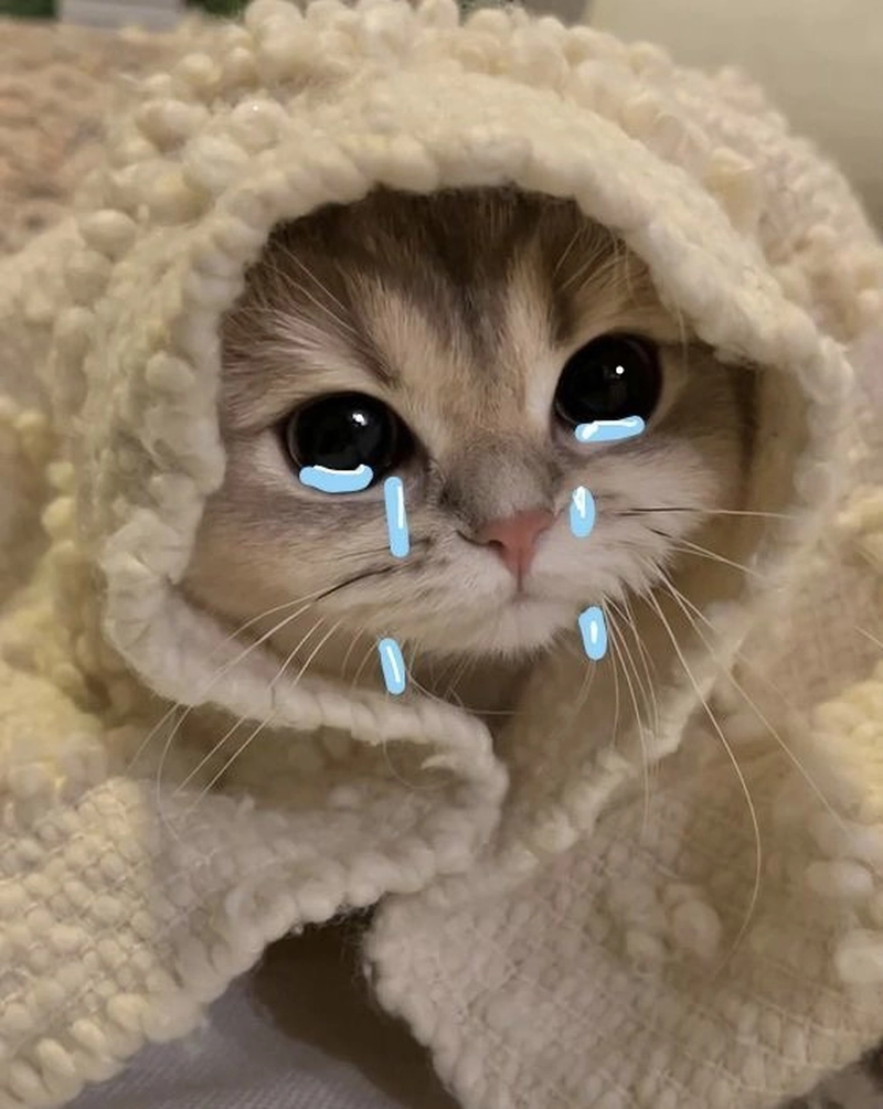 cute cat pictures for dp