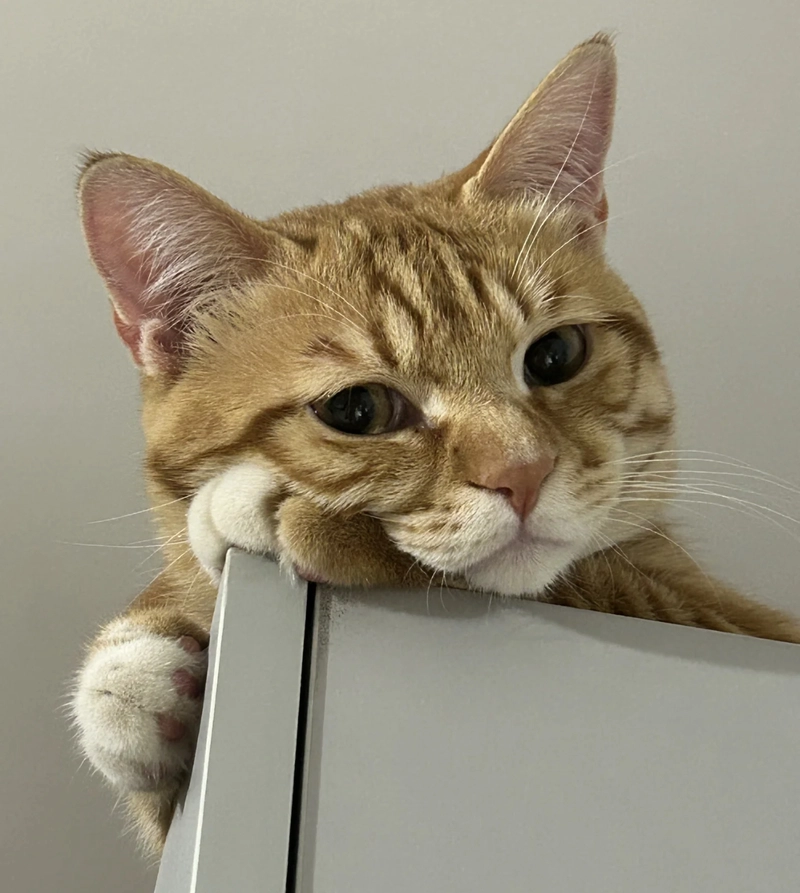 cute cat pictures for whatsapp dp