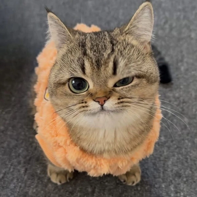 cute cat whatsapp dp
