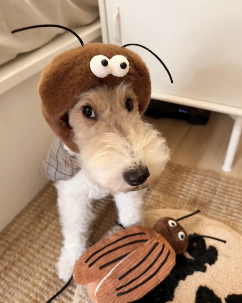 cute dog dp for whatsapp