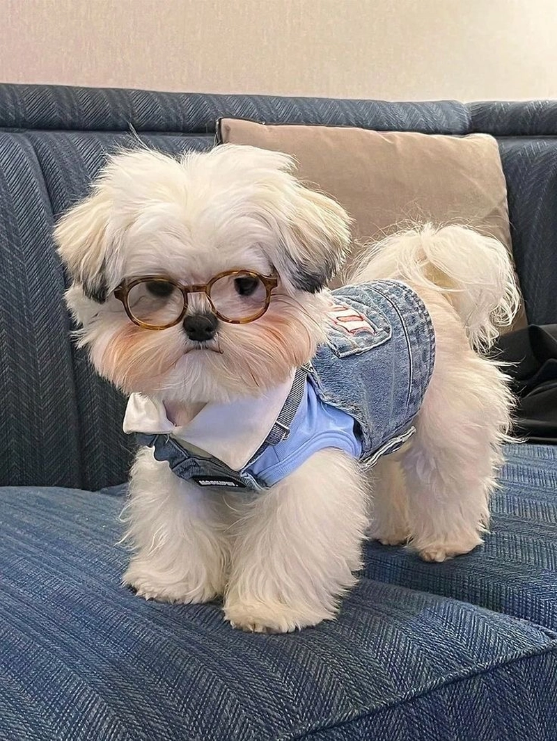 cute dog dp pics