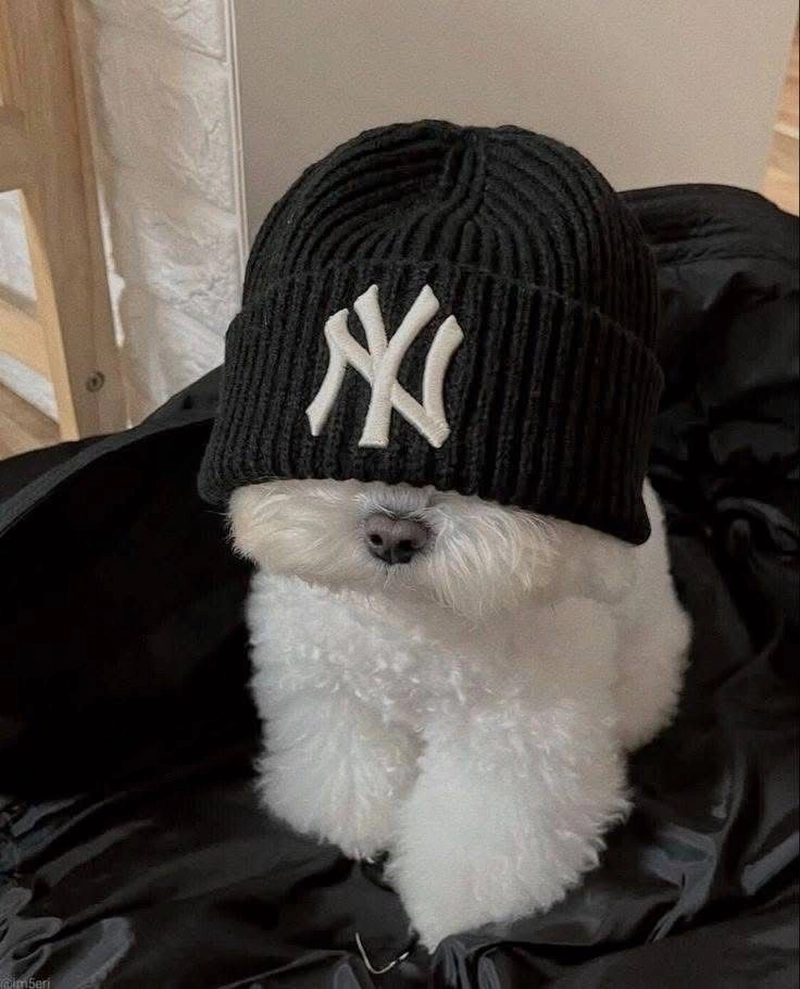 cute dog for dp