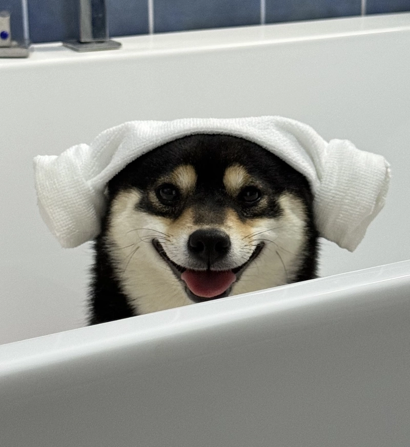 cute dog images for whatsapp dp