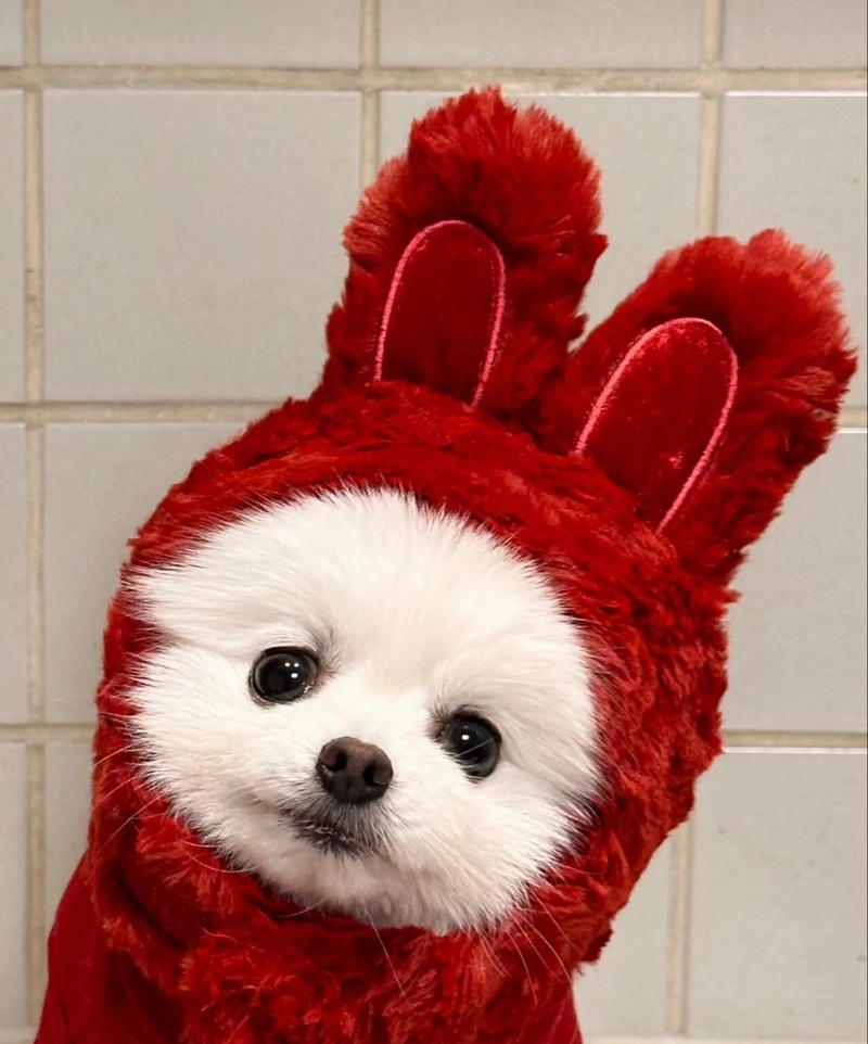 cute dog photos for whatsapp dp