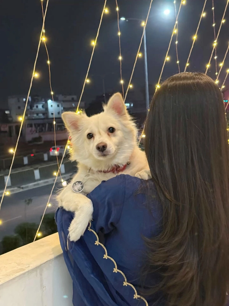 cute dog pics for whatsapp dp