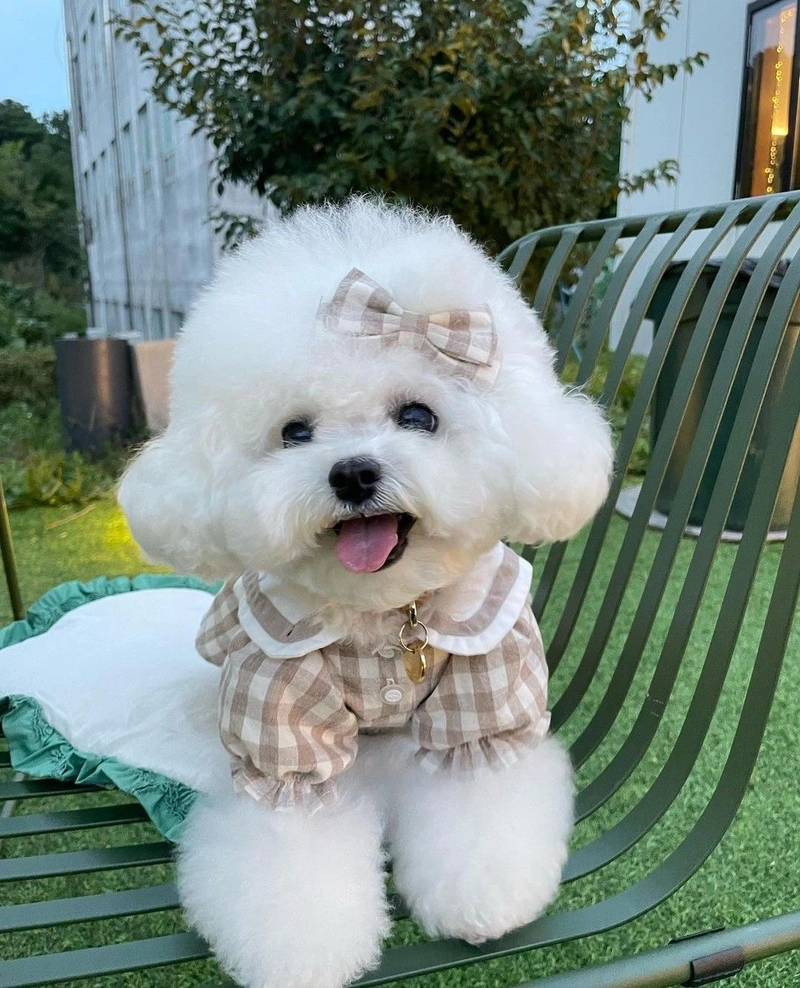 cute dogs images for whatsapp dp download
