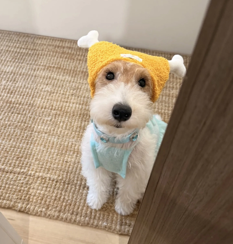 cute dogs images for whatsapp dp