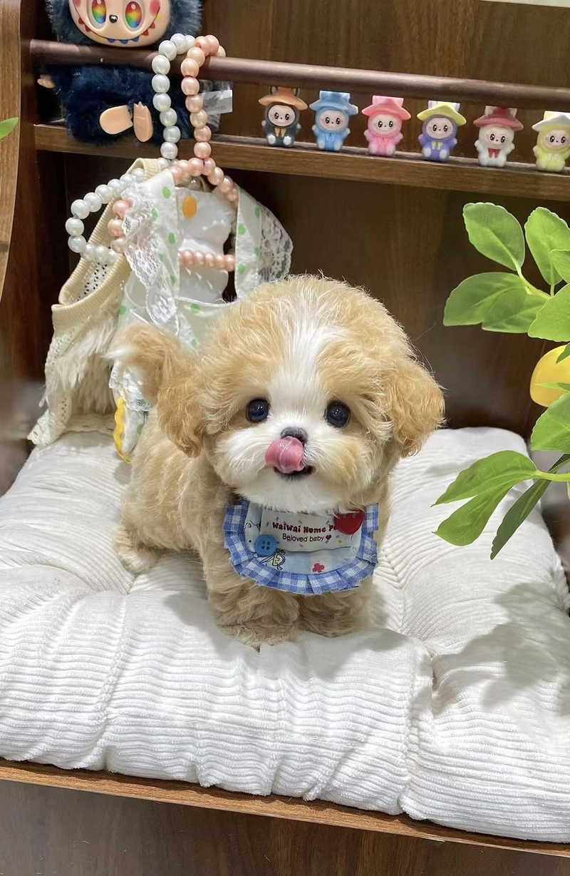 cute dogs puppies dp