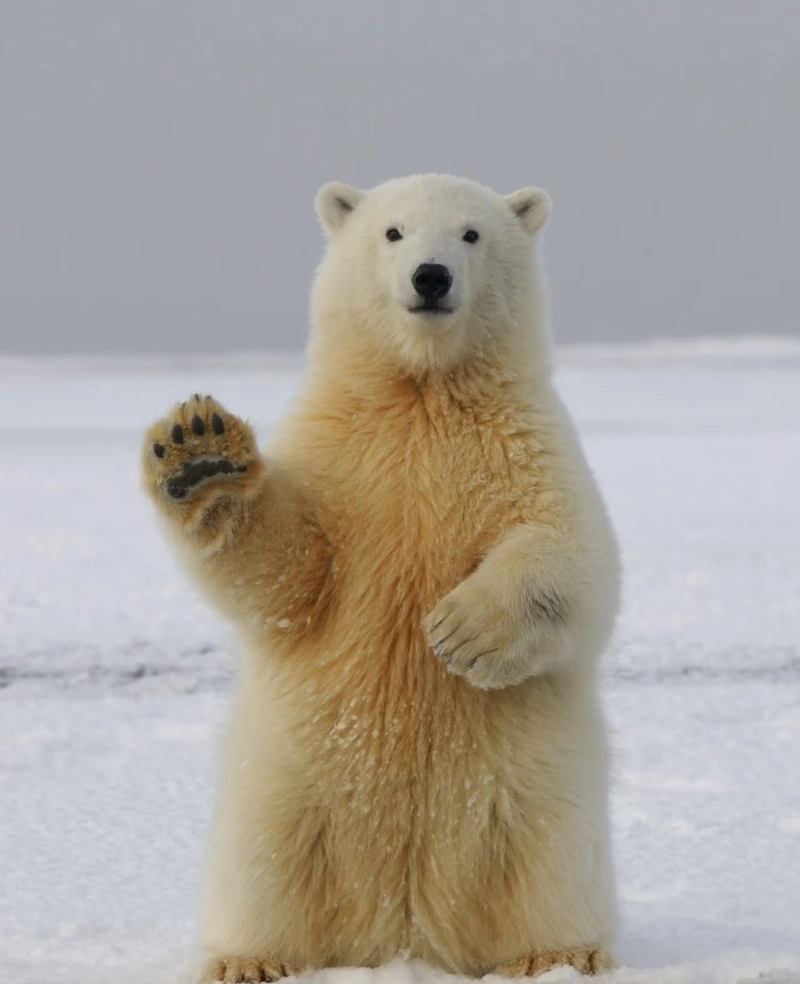 cute dp animals