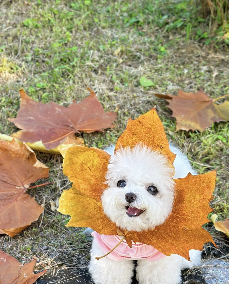 cute dp of small dogs