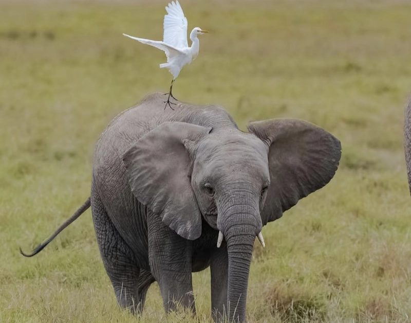 cute elephant wallpaper hd