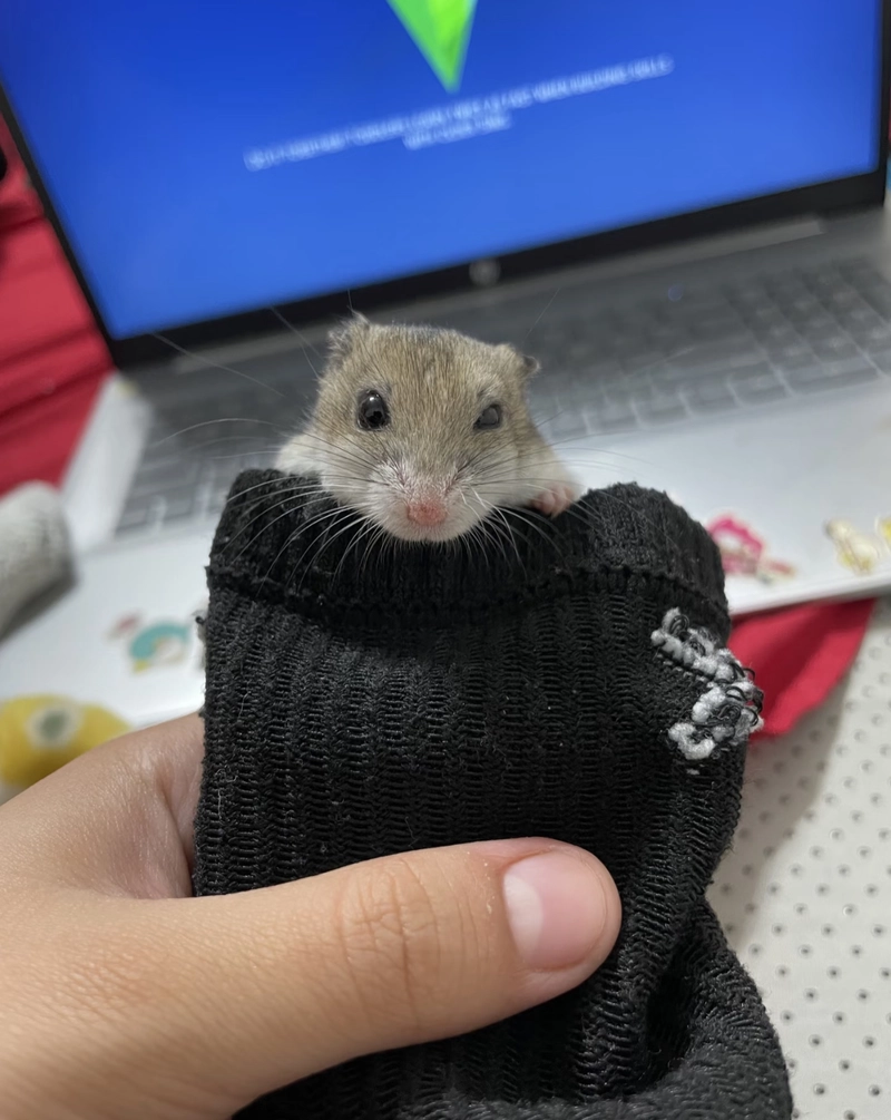 cute hamster pfp
