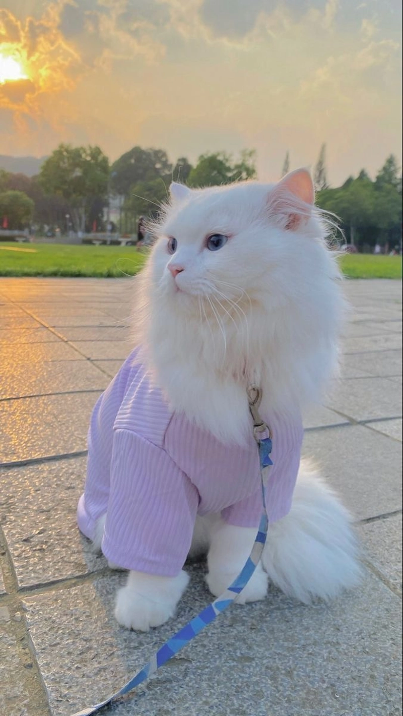 cute kitten dp for instagram