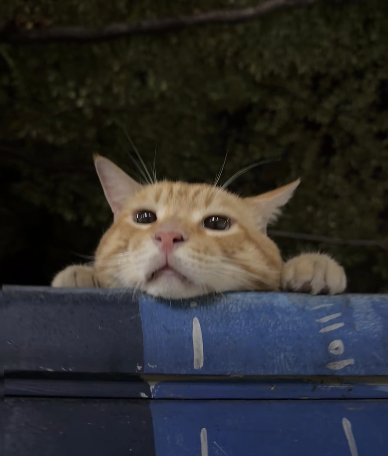 cute kitten images for dp