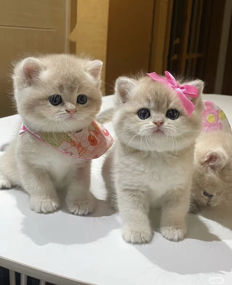 cute kitten photos for dp