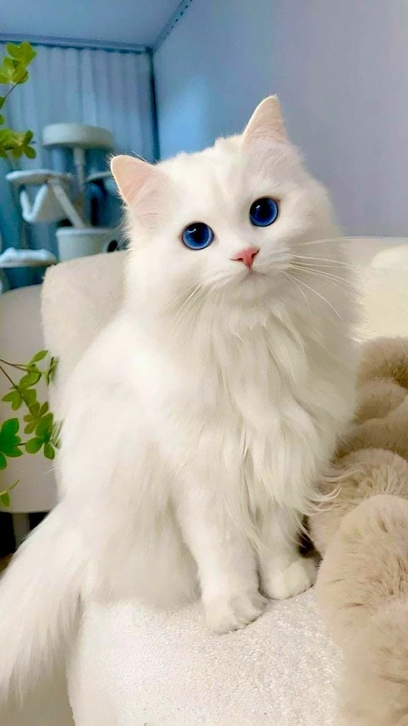 cute kittens dp