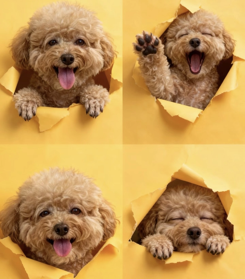 cute puppies dp for whatsapp