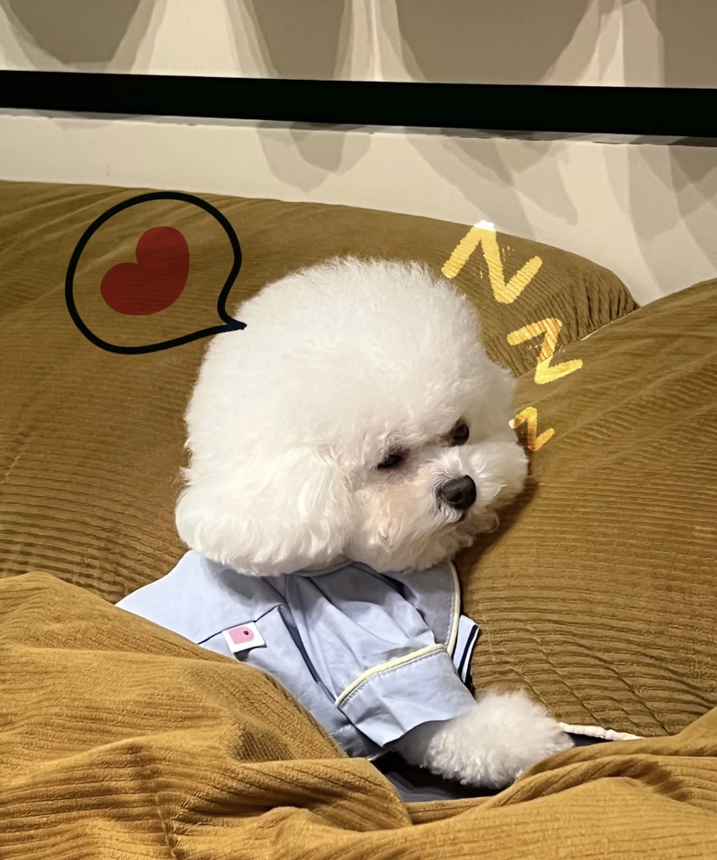cute puppies for dp