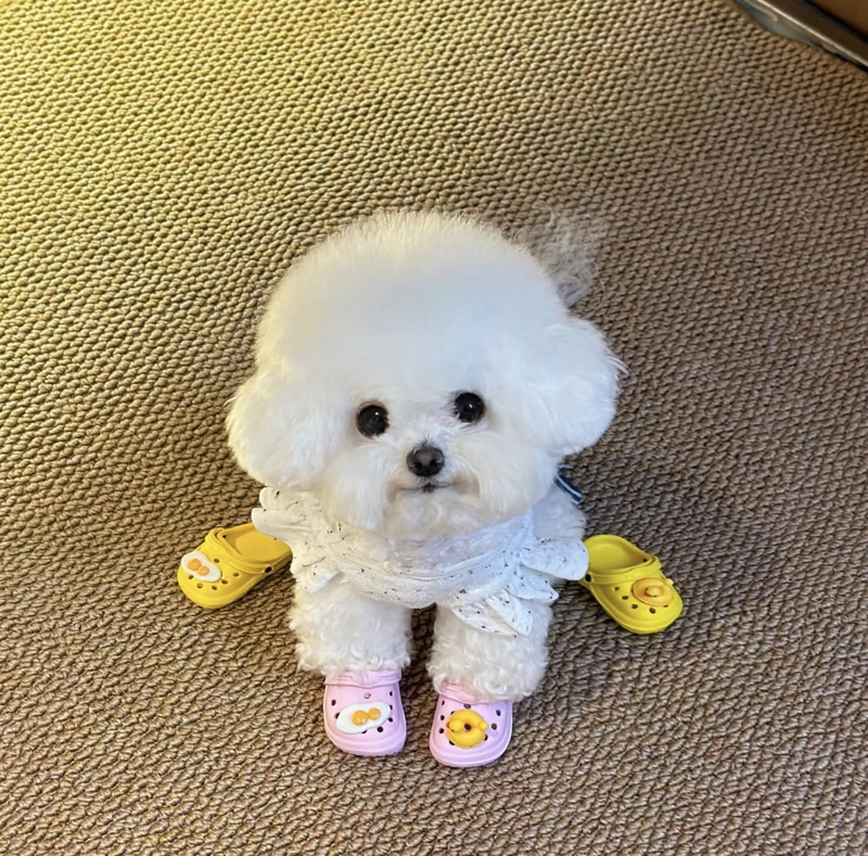 cute puppies images for whatsapp dp hd