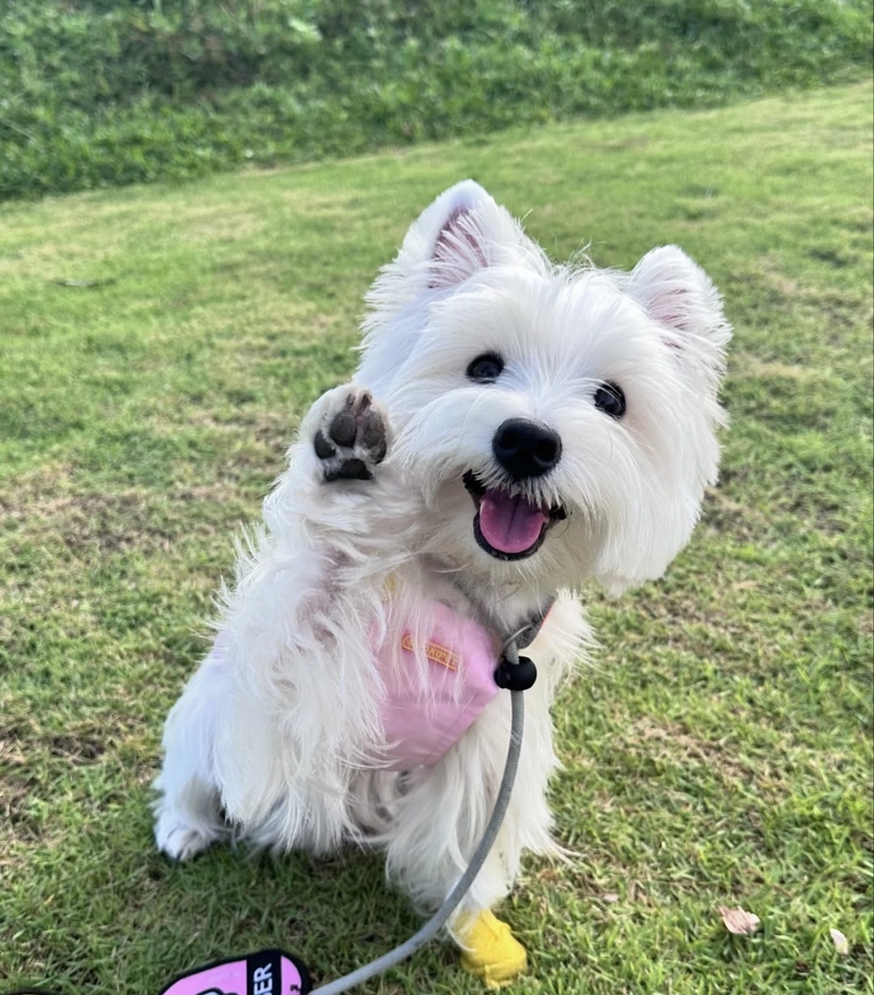 cute puppies images for whatsapp dp